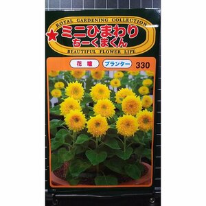 ３袋セット ミニ ひまわり ちーくまくん 向日葵 種 郵便は送料無料