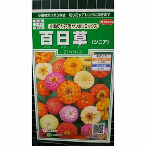 ３袋セット 百日草 小輪 サンボウ ジニア ヒャクニチソウ 種 郵便は送料無料