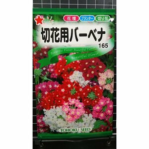 切花用 バーベナ 種