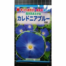 ３袋セット 西洋系 あさがお カレドニア ブルー 朝顔 種 郵便は送料無料_画像1