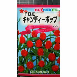 ３袋セット 千日紅 キャンディポップ センニチコウ 種 郵便は送料無料