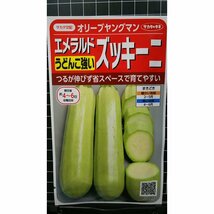 ３袋セット エメラルド ズッキーニ オリーブヤングマン 種 郵便は送料無料_画像1