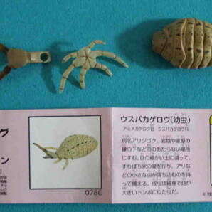 P-36★チョコエッグ 日本の動物 クラシック ★ウスバカゲロウ（幼虫） 説明書あり 海洋堂 海洋堂の画像1