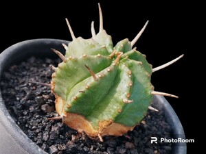 【美株】【インテリア】【現品発送】Euphorbia valida　ユーフォルビア・バリダ　観葉植物　塊根植物　珍奇植物　多肉植物