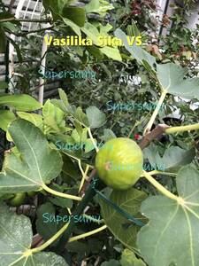 イチジク 品種Vasilika Sika VS幼苗(収穫確認済み)