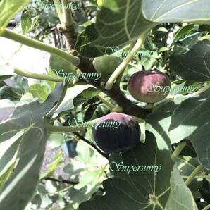イチジク 品種ブラックマデイラJFE幼苗(収穫確認済み)その2の画像6
