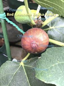 イチジク 品種Red Lebanese BV幼苗(収穫確認済み)