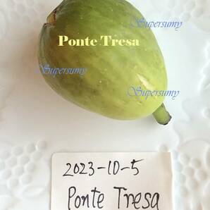 イチジク 品種Ponte Tresa幼苗(収穫確認済み)の画像4