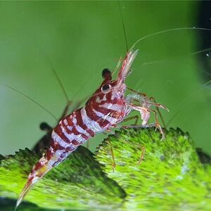 slawesi shrimp te.ti Zebra 3 pcs #te.ti beauty,se level s beauty 