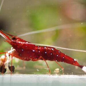 slawesi shrimp white spot 3 pcs # white glove * blue spot 