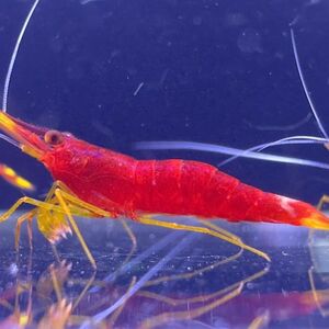 slawesi shrimp yellow nose 8 pcs 