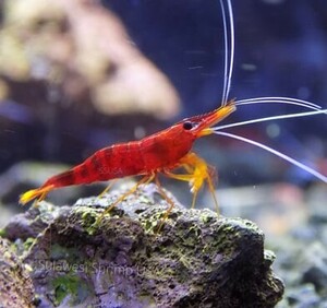 slawesi shrimp yellow nose 3 pcs 