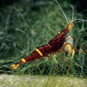 slawesi shrimp 3 pcs yellow stripe yellow glove 