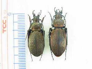 静岡県磐田市産カケガワオサムシ原亜種・ペア標本　Carabus komiyai