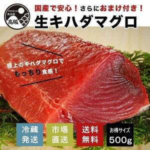 極上!国産生キハダマグロ 500g+おまけ（生）送料無料