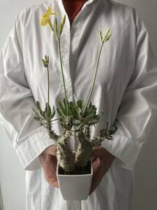 花付　h45㎝　パキポディウム　カクチペス　(　観葉植物　コーデックス 塊根植物　塊茎植物　パキプス グラキリス 珍奇植物　アガベ　