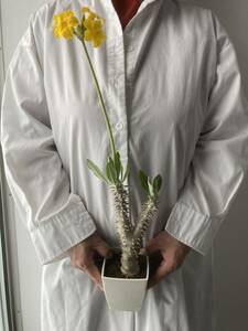 花付　h55㎝　パキポディウム　デンシフローラム(　観葉植物　コーデックス 塊根植物　塊茎植物　パキプス グラキリス 珍奇植物　アガベ　