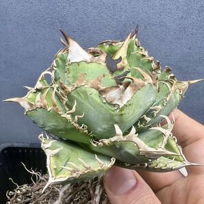 アガベ チタノタ 皇冠 クラウン 子株 agave titanota crown 多肉植物 の画像1