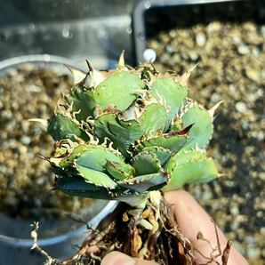 アガベ チタノタ 皇冠 クラウン 子株 agave titanota crown 多肉植物 の画像5