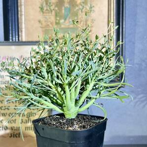 ユーフォルビア エチュベルクローサ 現品 充実開花株 実生 エテュベルクローサ Euphorbia etuberculosa 多肉植物 コーデックス 塊根植物 の画像1