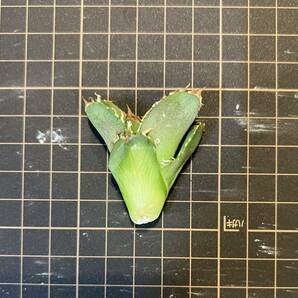 アガベ チタノタ 皇冠 クラウン 子株 agave titanota crown 多肉植物 の画像6
