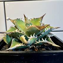 アガベ チタノタ 穿山甲 センザンコウ lize 子株 agave titanota 多肉植物 _画像1