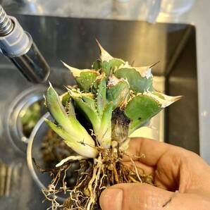 アガベ チタノタ 穿山甲2 センザンコウ lize 子株 発根済 agave titanota 多肉植物 の画像4