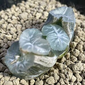 （≧∇≦）多肉植物 ハオルチア 万象 花菱錦 発根管理中 の画像2