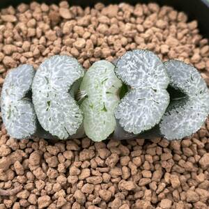 （≧∇≦）多肉植物 ハオルチア 玉扇　スーパー守氷