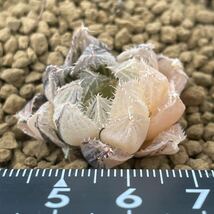 （≧∇≦）多肉植物 ハオルチア 楼蘭錦　発根管理中　5_画像2