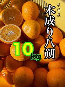 和歌山産有田の木成り八朔S M混合10キロ赤青秀相当品