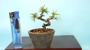 [ bonsai * dream ..]*[..... leaf pine ( real raw )] R60459