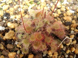 ☆食虫植物「Drosera tokaiensis 種子 20粒」モウセンゴケ☆