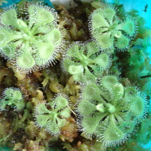 ☆食虫植物「Drosera burmannii "India" 種子 20粒」ブルマンニ クルマバモウセンゴケ☆の画像1