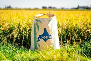 Новая рисовая ферма Прямая доставка 5 лет произвела Hokkaido Yasuda Farm Products Ichi -Class Yumepirika 24 кг коричневого риса