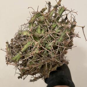 【希少】Euphorbia schizacantha ユーフォルビア シザカンサ2 ソマリア 現地球の画像2