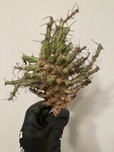 【希少】Euphorbia schizacantha ユーフォルビア　シザカンサ4　ソマリア　現地球_画像1