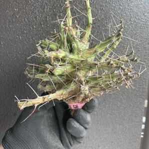 【希少】Euphorbia schizacantha ユーフォルビア シザカンサ ソマリア 現地球 6の画像1