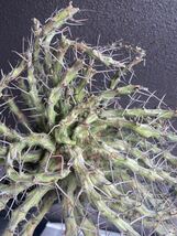 【希少】Euphorbia schizacantha ユーフォルビア　シザカンサ　ソマリア　現地球 8_画像3