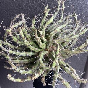 【希少】Euphorbia schizacantha ユーフォルビア シザカンサ ソマリア 現地球 8の画像2