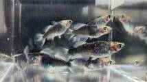 白姫　稚魚　1５匹＋保障分２匹　１７匹　メダカ　 めだか_画像5