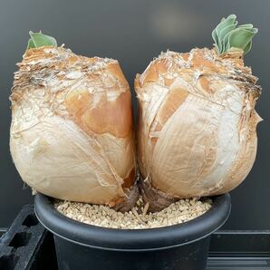 ブーファン ハエマンソイデス ダブルヘッド ②塊根 冬型植物 ビザールプランツの画像4