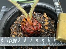 サイカス・コッシアーナ　Cycas・couttsiana　② ソテツ　コーデックス　塊根植物　希少植物　赤肌 エンセファラルトス カイルンシアナ _画像5