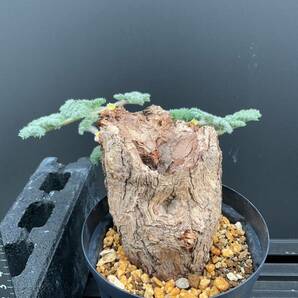 Pelargonium triste ペラルゴニウム・トリステ ③ 塊根 冬型植物 ビザールプランツの画像4