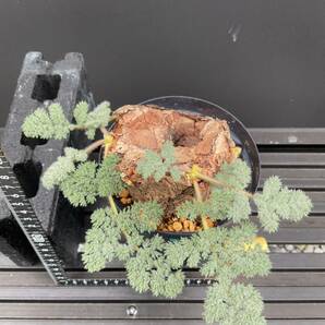 Pelargonium triste ペラルゴニウム・トリステ ③ 塊根 冬型植物 ビザールプランツの画像8