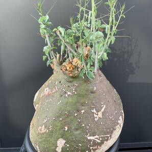 アデニア スピノーサ Adenia spinosa 発根済 ③ 塊根植物 コーデックス の画像7