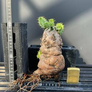 ユーフォルビア・ムランジーナ ④ 塊根 怪奇植物 ビザールプランツの画像4