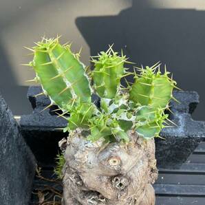 ユーフォルビア・ムランジーナ ④ 塊根 怪奇植物 ビザールプランツの画像6