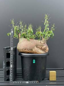 アデニアスピノーサ　Adeniaspinosa ④ コーデックス　塊根植物　怪奇植物