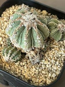 aztekium flower . succulent plant cactus 